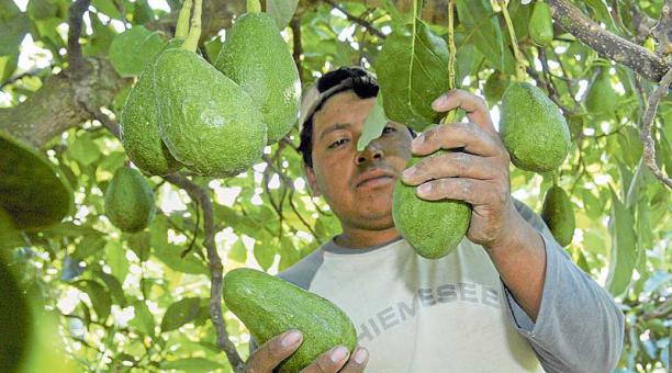 Aumenta 31% exportación de aguacate michoacano: Sedrua