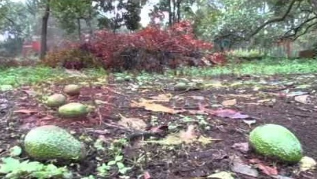 Aseguradas, 993 mil hectáreas de cultivos: Sedrua