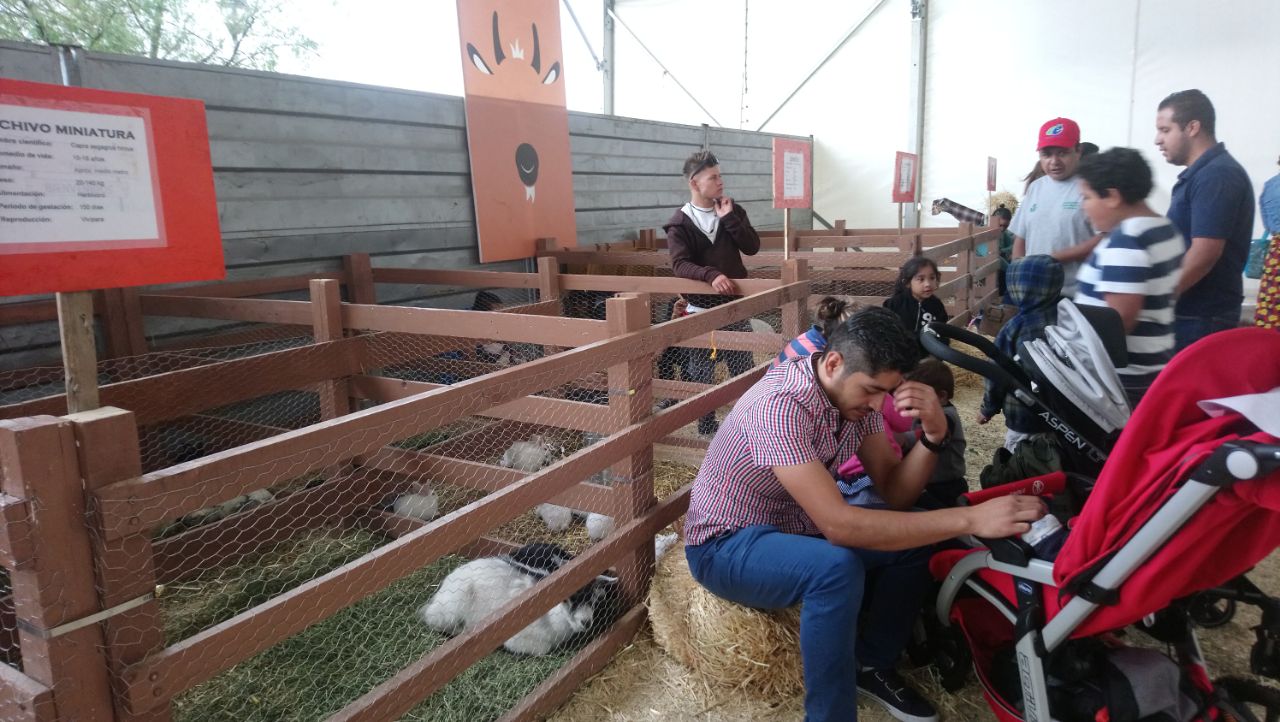 Supera expectativas Granja Infantil de la Expo Fiesta Michoacán