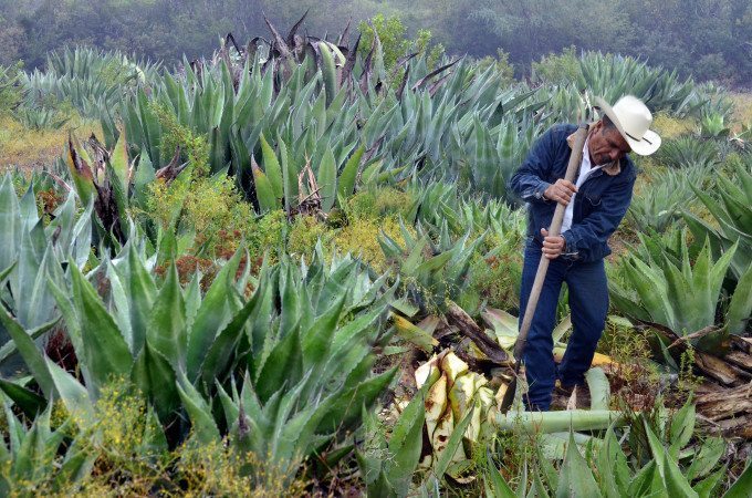 Fortalecerá Sedrua sanidad del agave en Michoacán