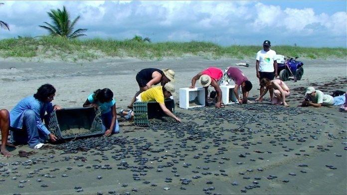 Liberar 750 mil crías de tortuga, meta 2018: Compesca