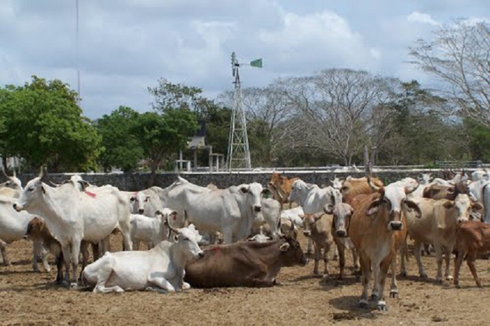 Emite Sedrua recomendaciones ante ola de calor