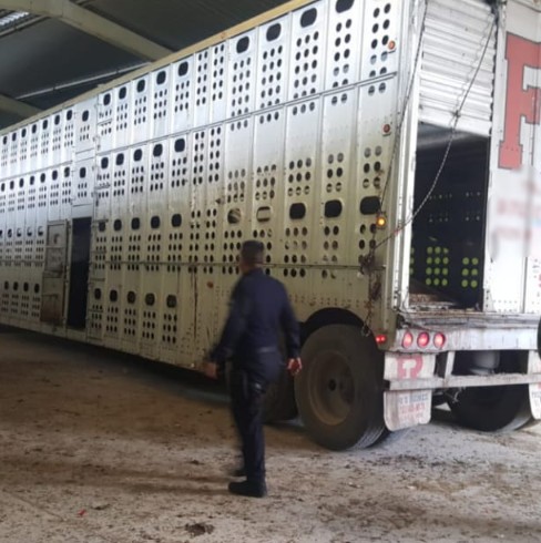 Recupera SSP tractocamión con ganado robado