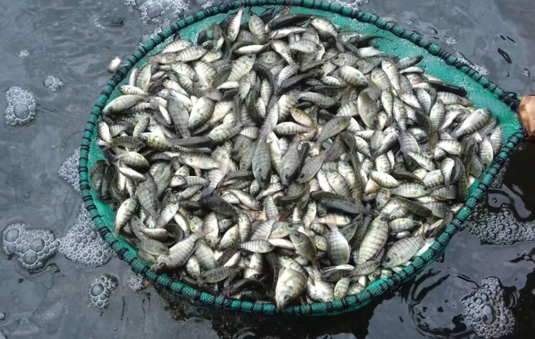 En Michoacán, más de 800 granjas acuícolas: Compesca