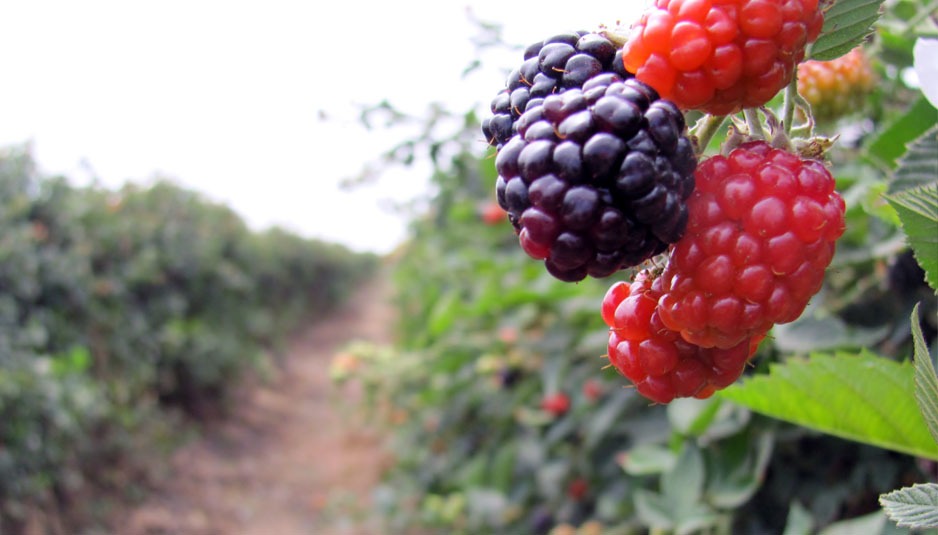 Certificadas, 180 mil hectáreas de huertos en la entidad: Sedrua