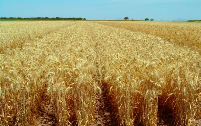 Produce Michoacán 226 mil toneladas de trigo: Sedrua