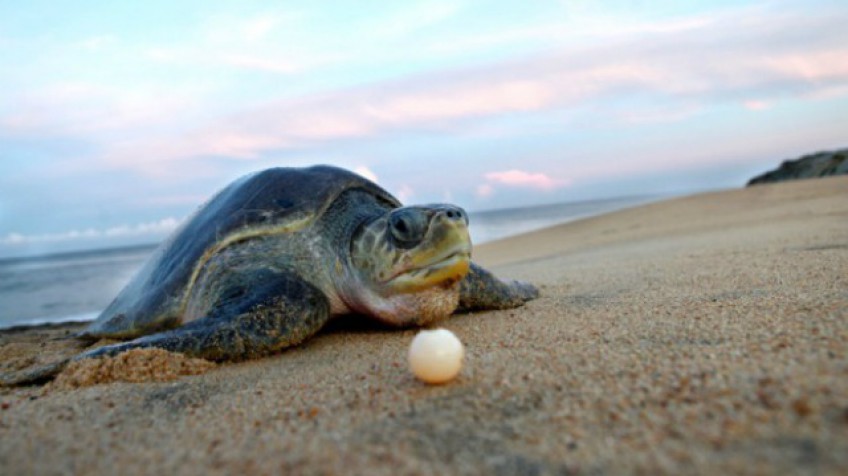 Inicia el arribo de tortugas a la Costa Michoacana: Sectur