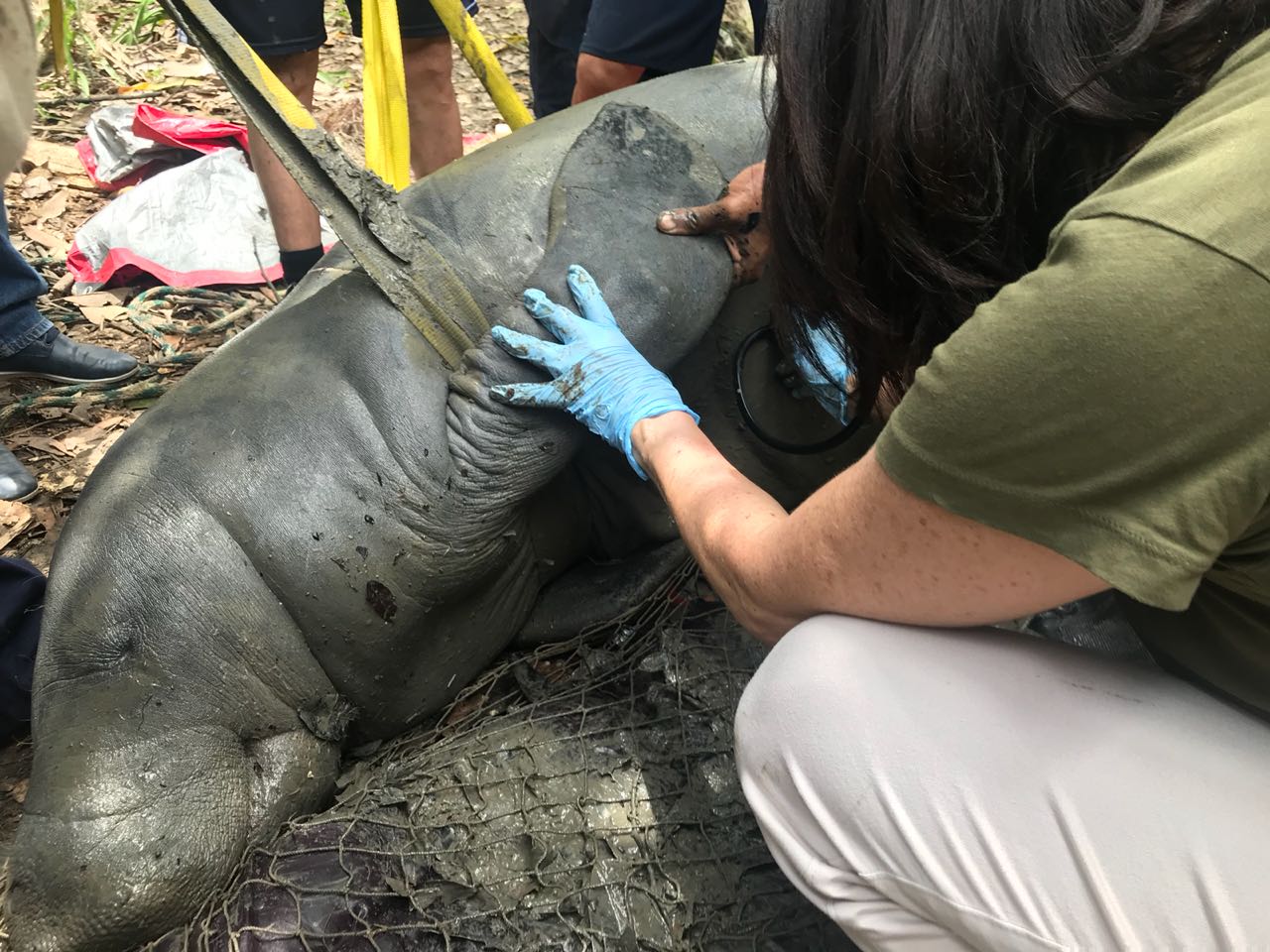 Zoológico de Morelia se suma al rescate de los Manatís