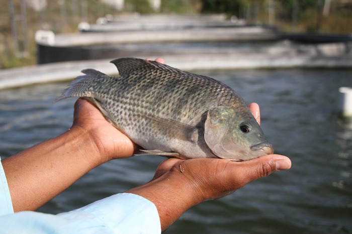 En Michoacán, más de 800 granjas acuícolas: Compesca
