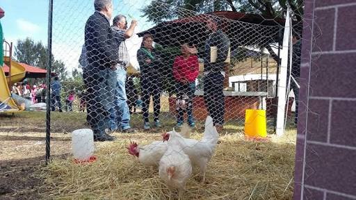 Invierte Sedrua 72 mdp para incentivar 28 mil granjas de traspatio