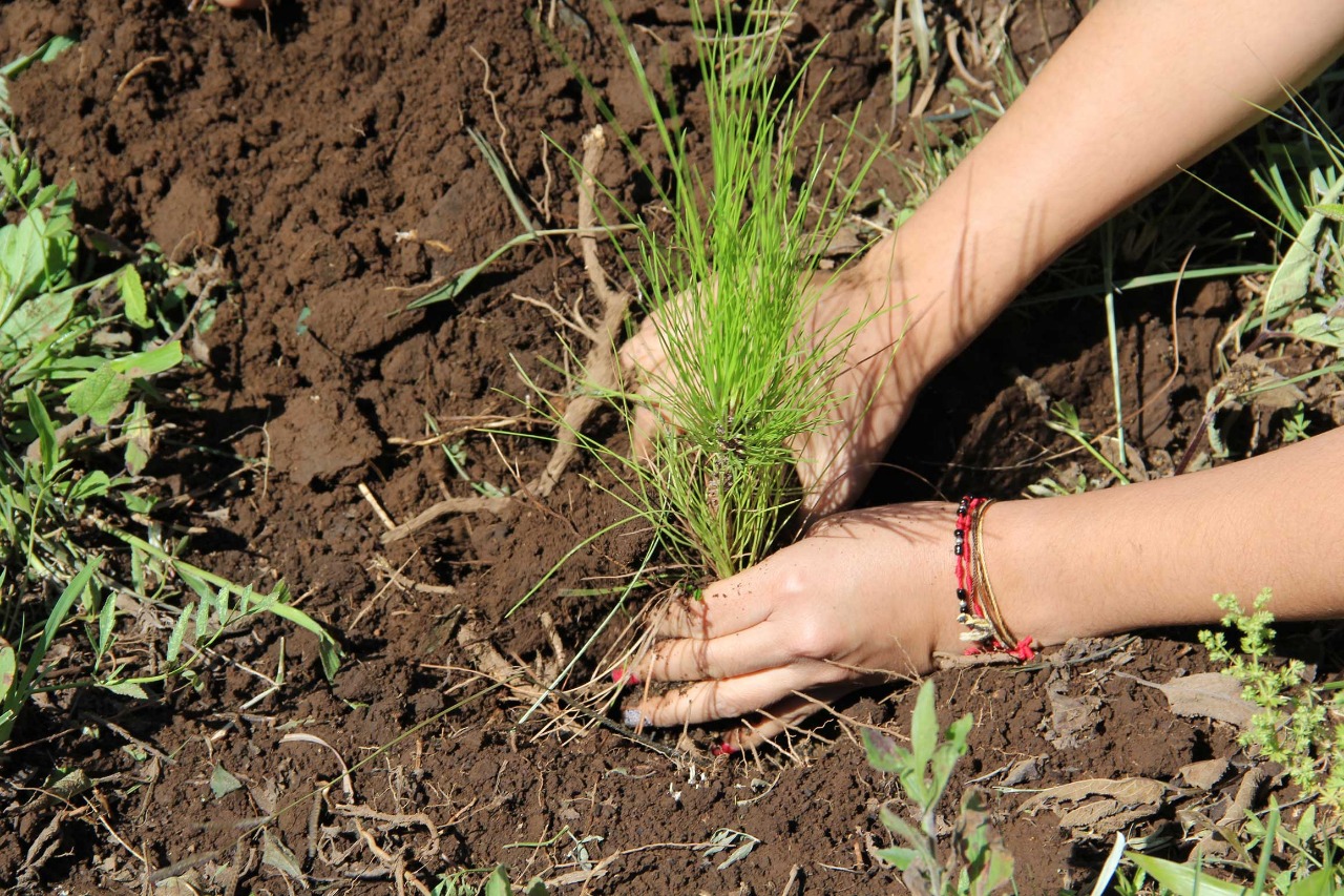 Anuncia Cofom reforestación 2018