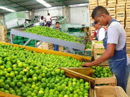 Lidera Michoacán producción de limón en el país: Sedrua
