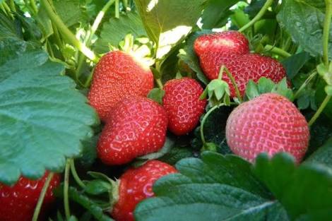 Produce Michoacán 78 por ciento de la fresa del país: Sedrua