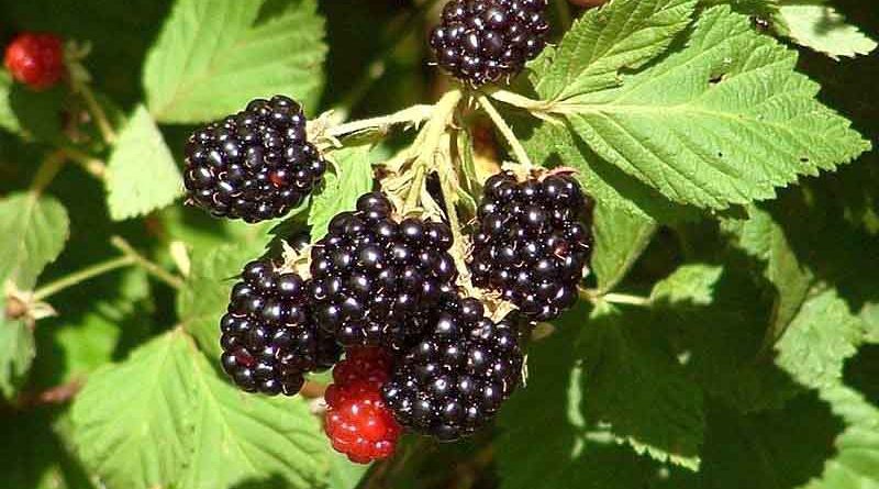 Michoacán líder mundial en producción de zarzamora: Sedrua