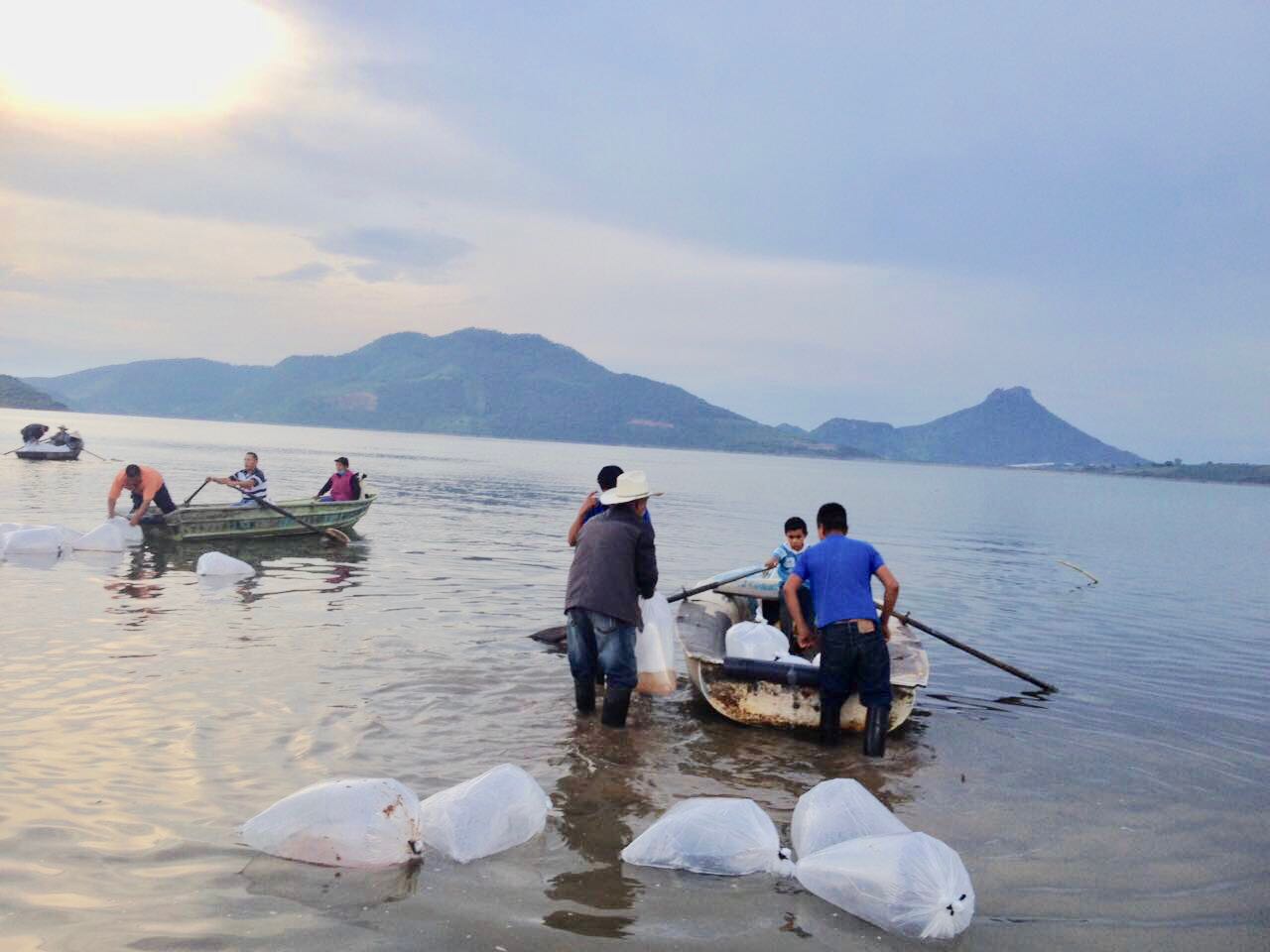 Siembra Compesca 40 mil crías de tilapia en la presa del Bosque