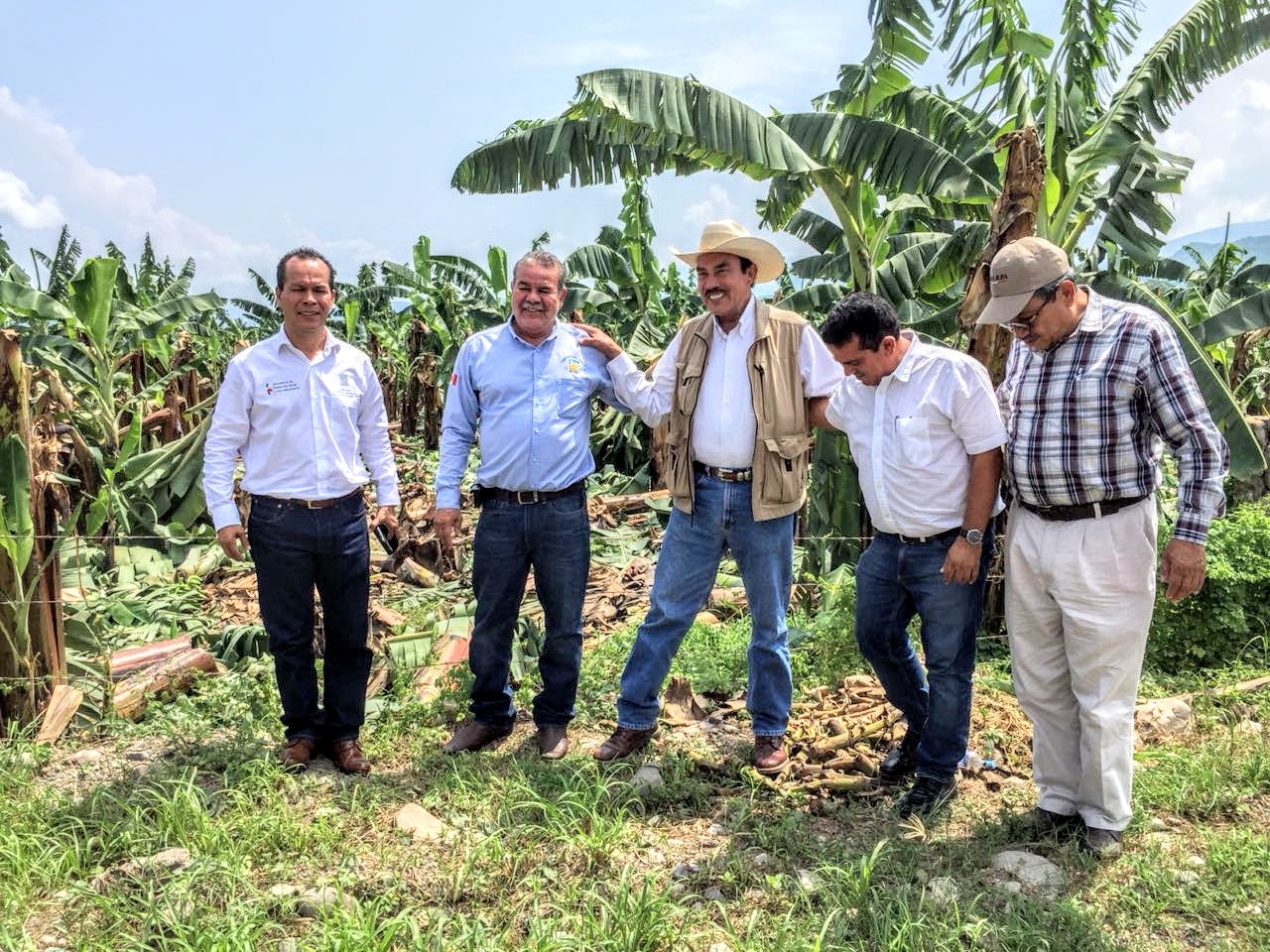 Atiende Sedrua daños en cultivos de plátano por tromba