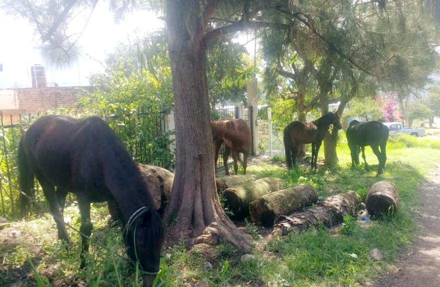 Asegura SSP cuatro equinos robados en Jacona; detienen a una persona