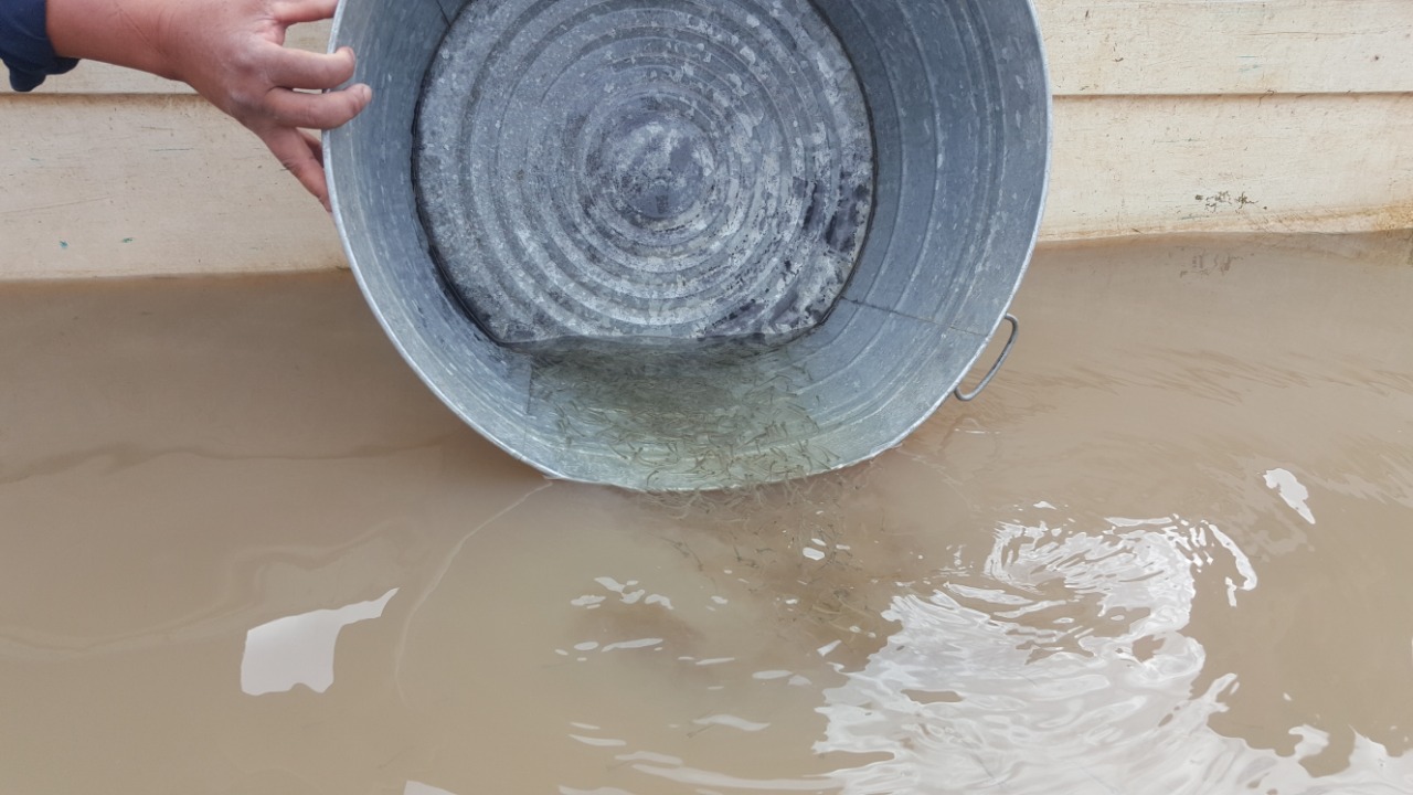 Reproduce Compesca 500 mil crías de pez blanco