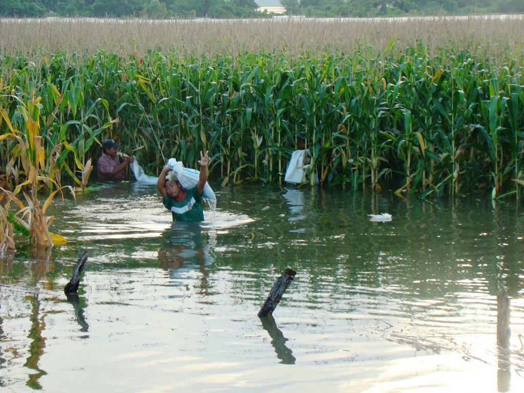 Atiende Sedrua daños en 2 mil hectáreas de cultivos
