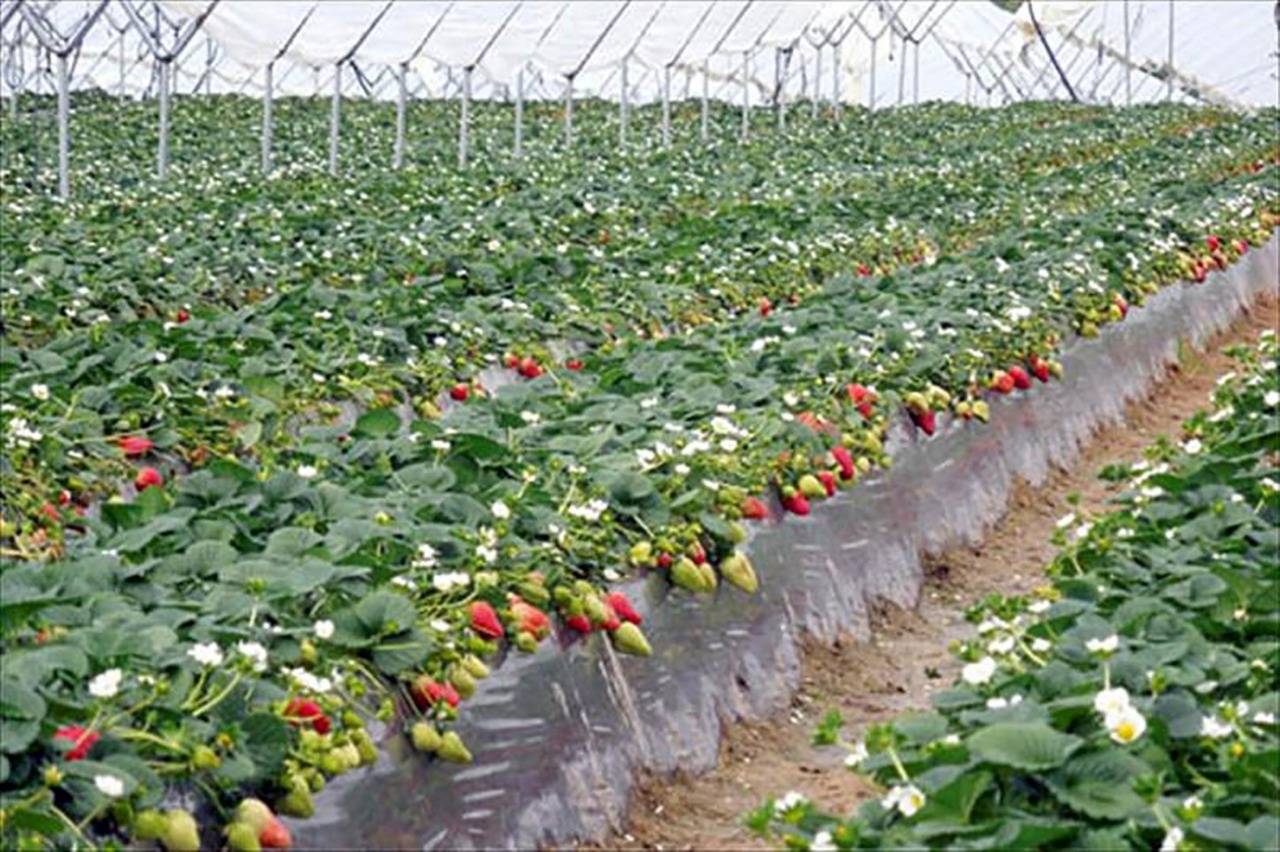 Produce Michoacán 485 mil toneladas de fresa: Sedrua