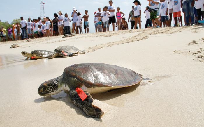 Exhorta Compesca a michoacanos a proteger a la tortuga marina