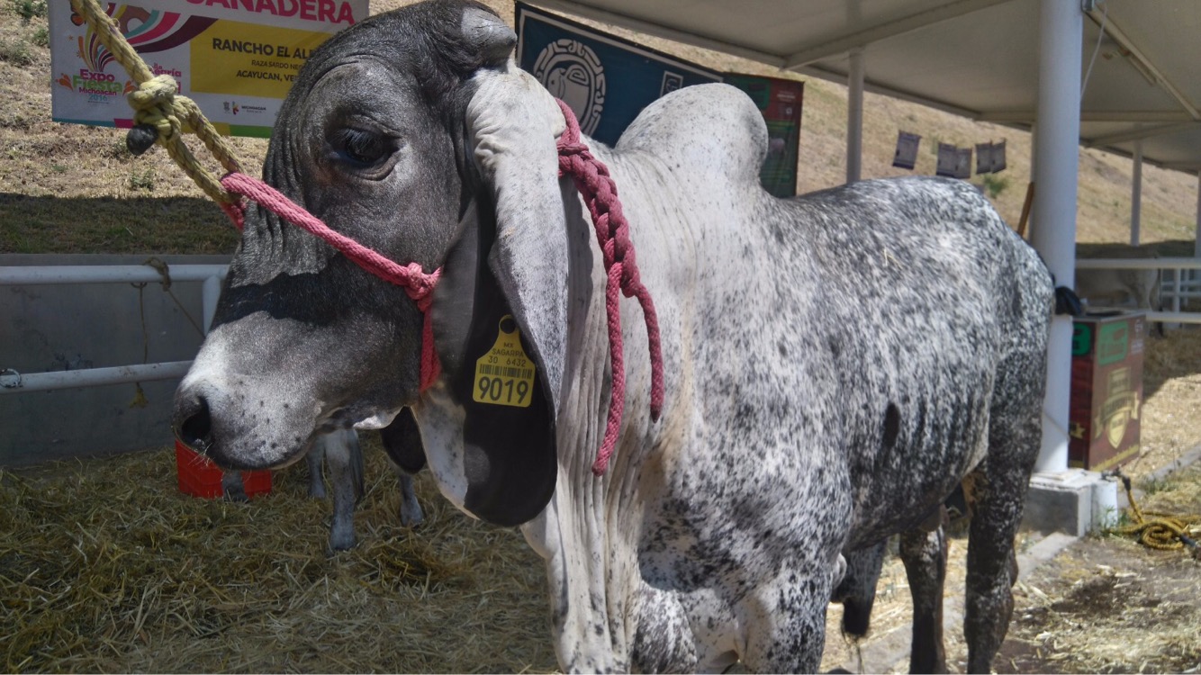 Invertidos 117 mdp para incrementar hato ganadero: Sedrua