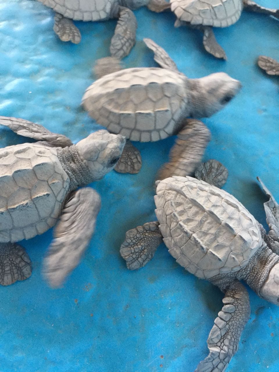 Resguarda PROAM más de mil 200 huevos de tortuga Golfina