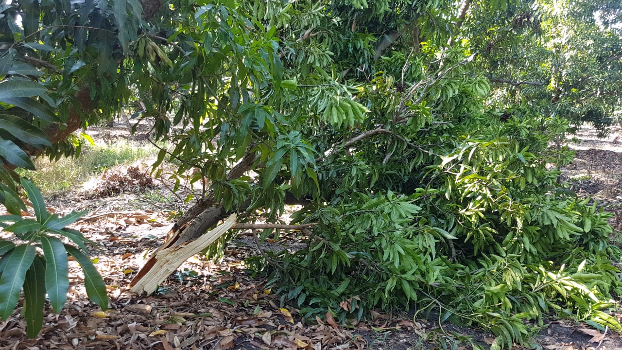 El agro de Michoacán, sin daños graves por lluvias: Sedrua