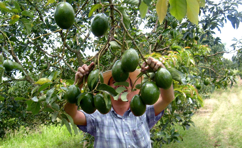 Aumenta 20 por ciento la exportación de aguacate: Sedrua