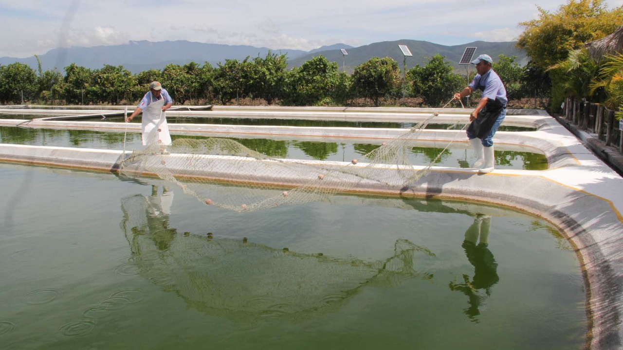 Registradas, 630 granjas acuícolas en Michoacán: Compesca