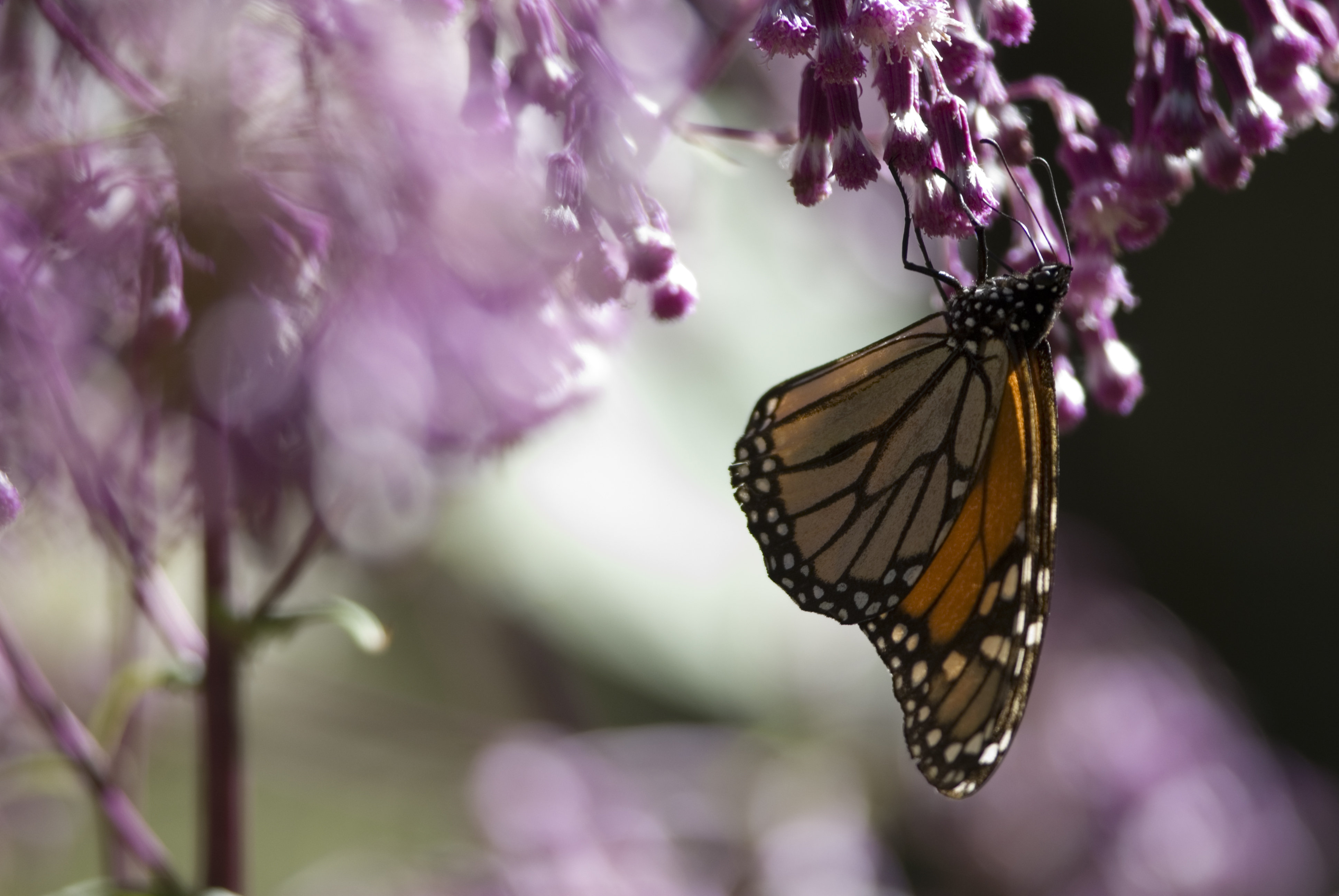 Sectur Michoacán te invita a conocer a la mariposa Monarca