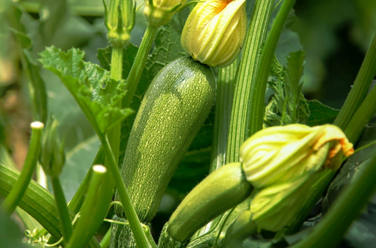 Michoacán, 4° productor de calabacita en el país: Sedrua