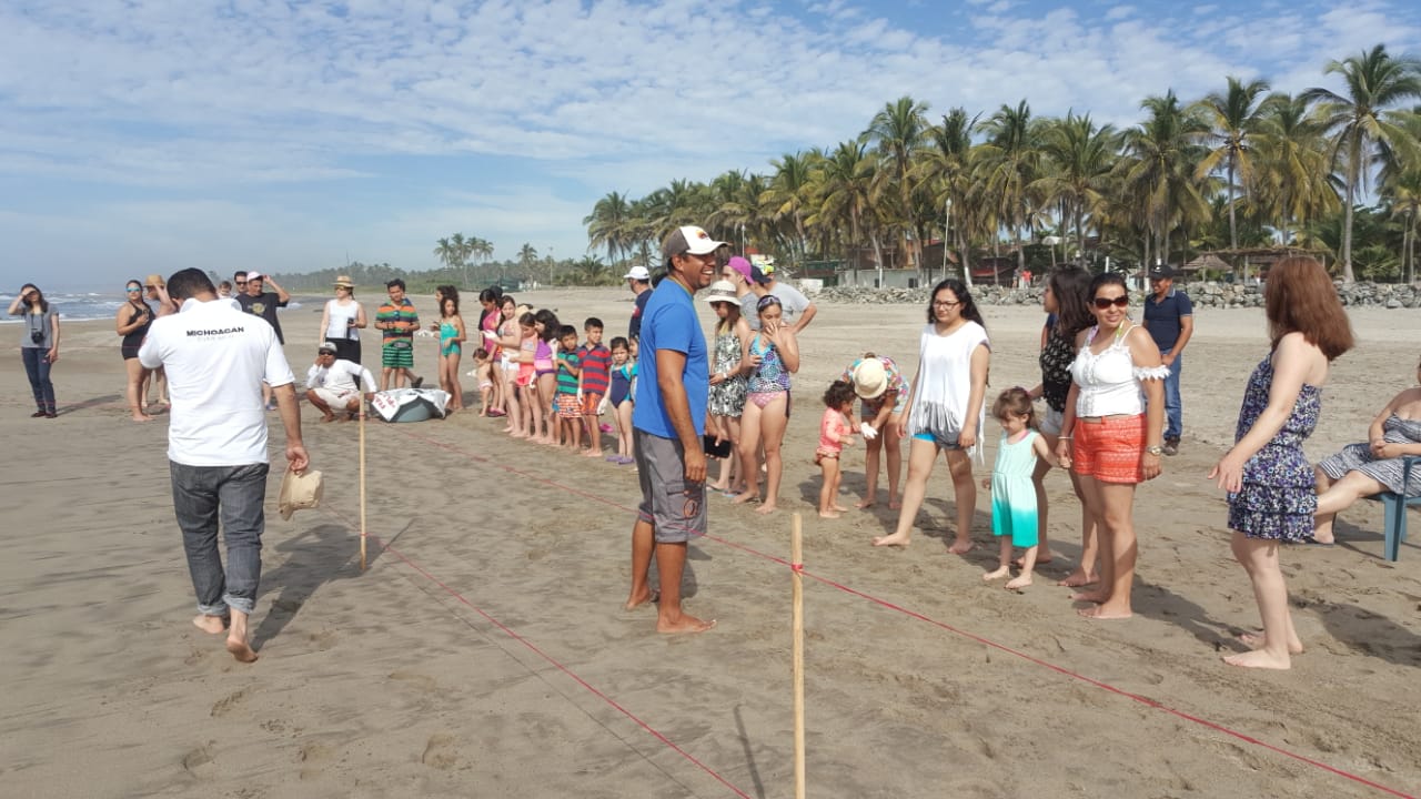 Libera Compesca mil crías de tortuga Golfina