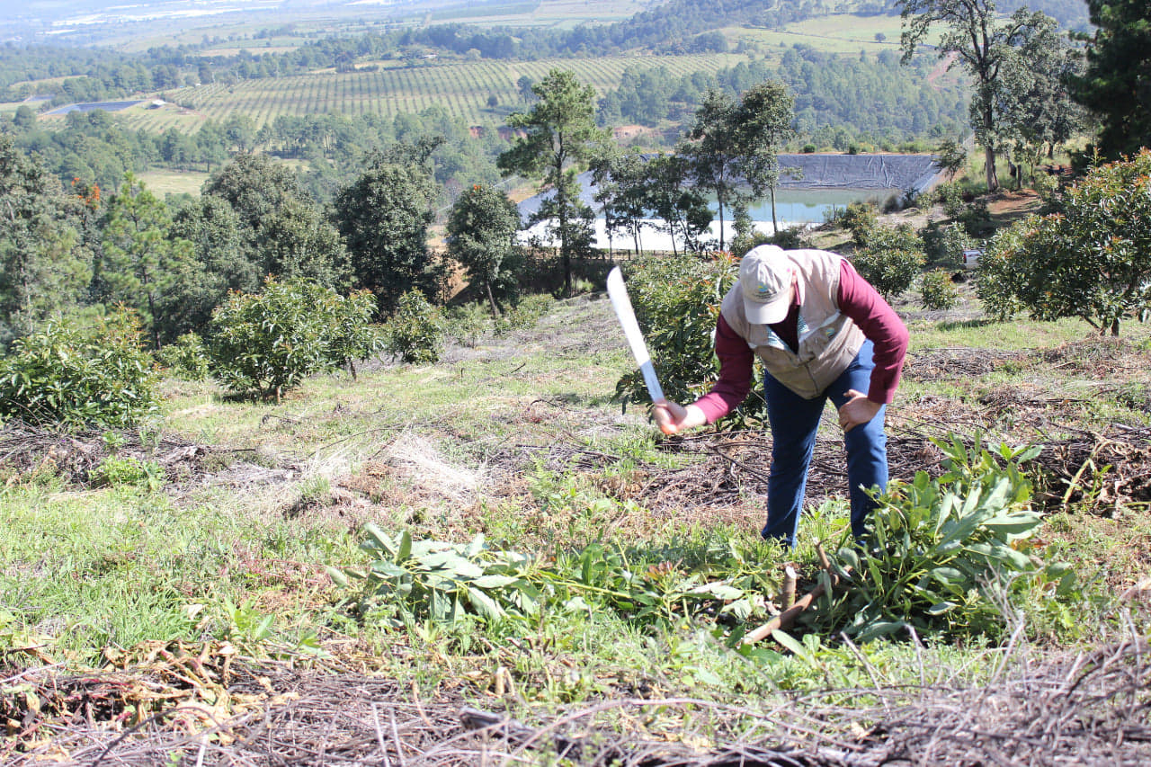 Desmantelan huerta de aguacate en Morelia