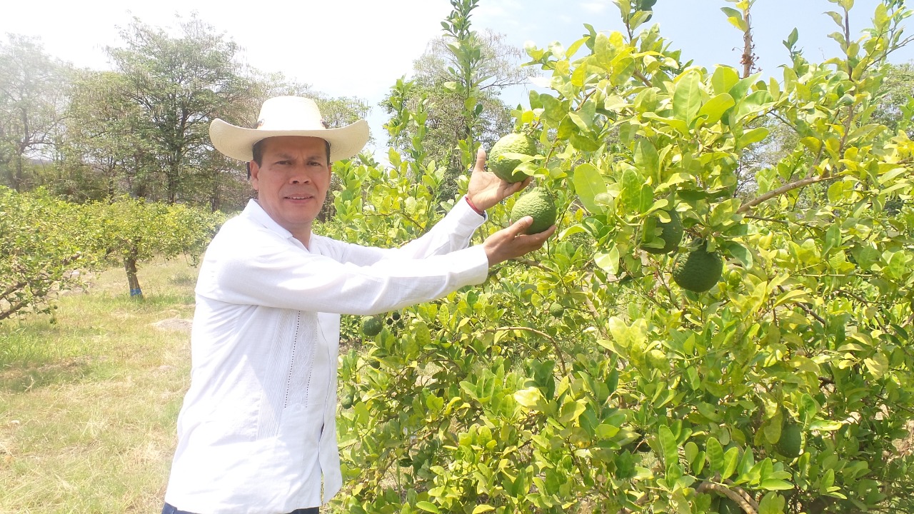 Produce Michoacán 1 millón 300 mil toneladas de cítricos: Sedrua
