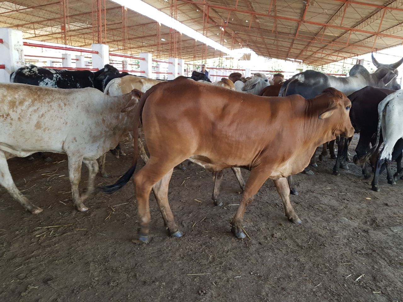 En la Región Huetamo, beneficiadas más de 6 mil 300 familias del campo: Sedrua