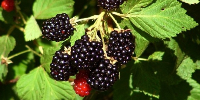 Michoacán, líder mundial en producción de zarzamora: Sedrua