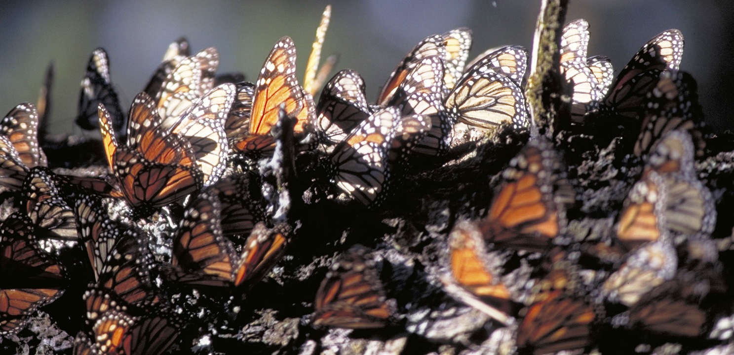 Más de 433 mil personas visitaron el País de la Monarca