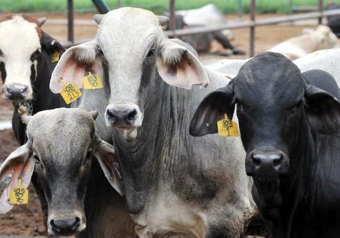 A sanidad animal en Michoacán, más de 12 mdp: Sedrua