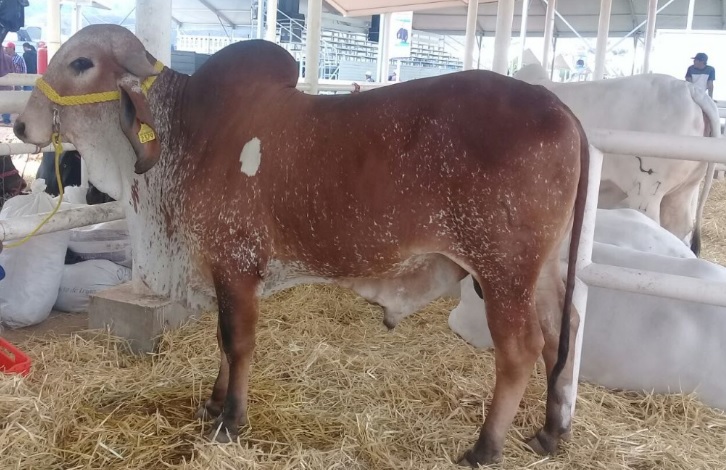 Invertidos en el agro de la Sierra-Costa, más de 102 mdp: Sedrua