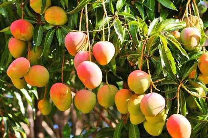 Exportar más de 84 mil toneladas de mango, meta 2019: Sedrua