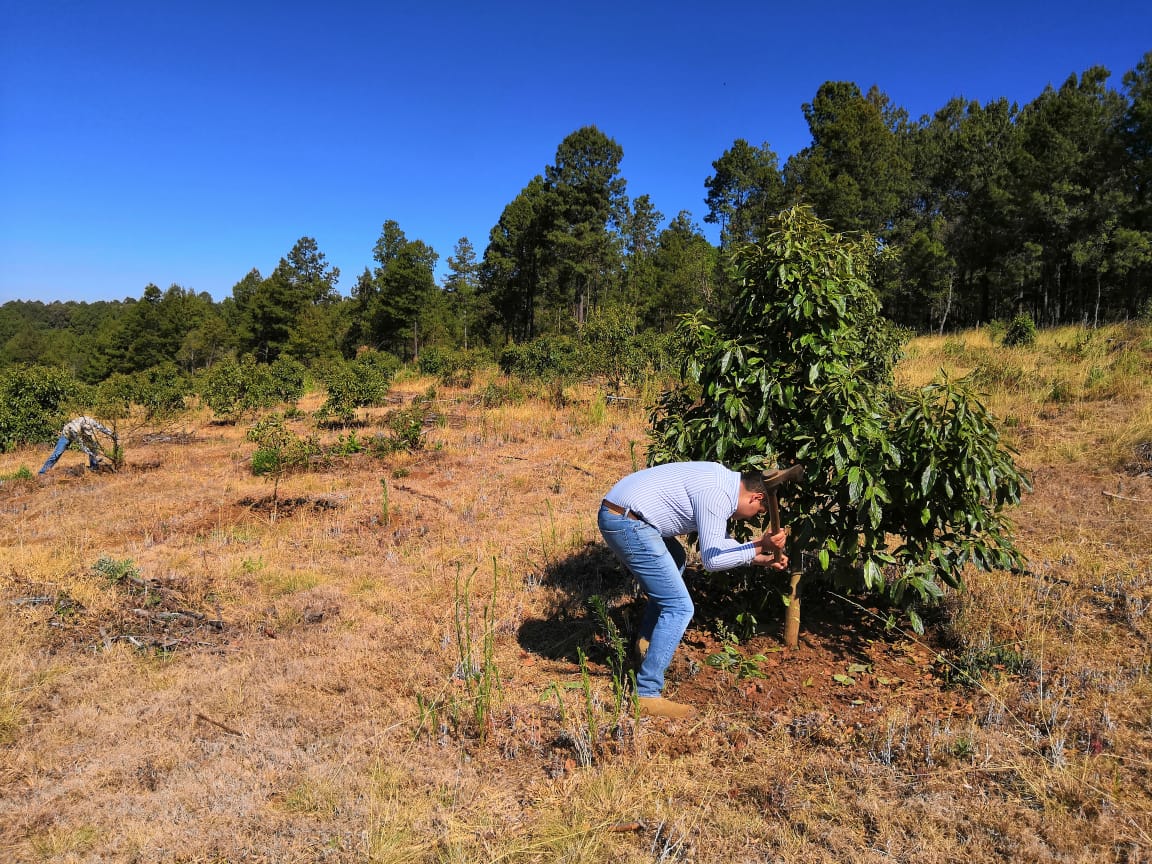 Mesa de Seguridad Ambiental deshabilita huerta de aguacate en Morelia