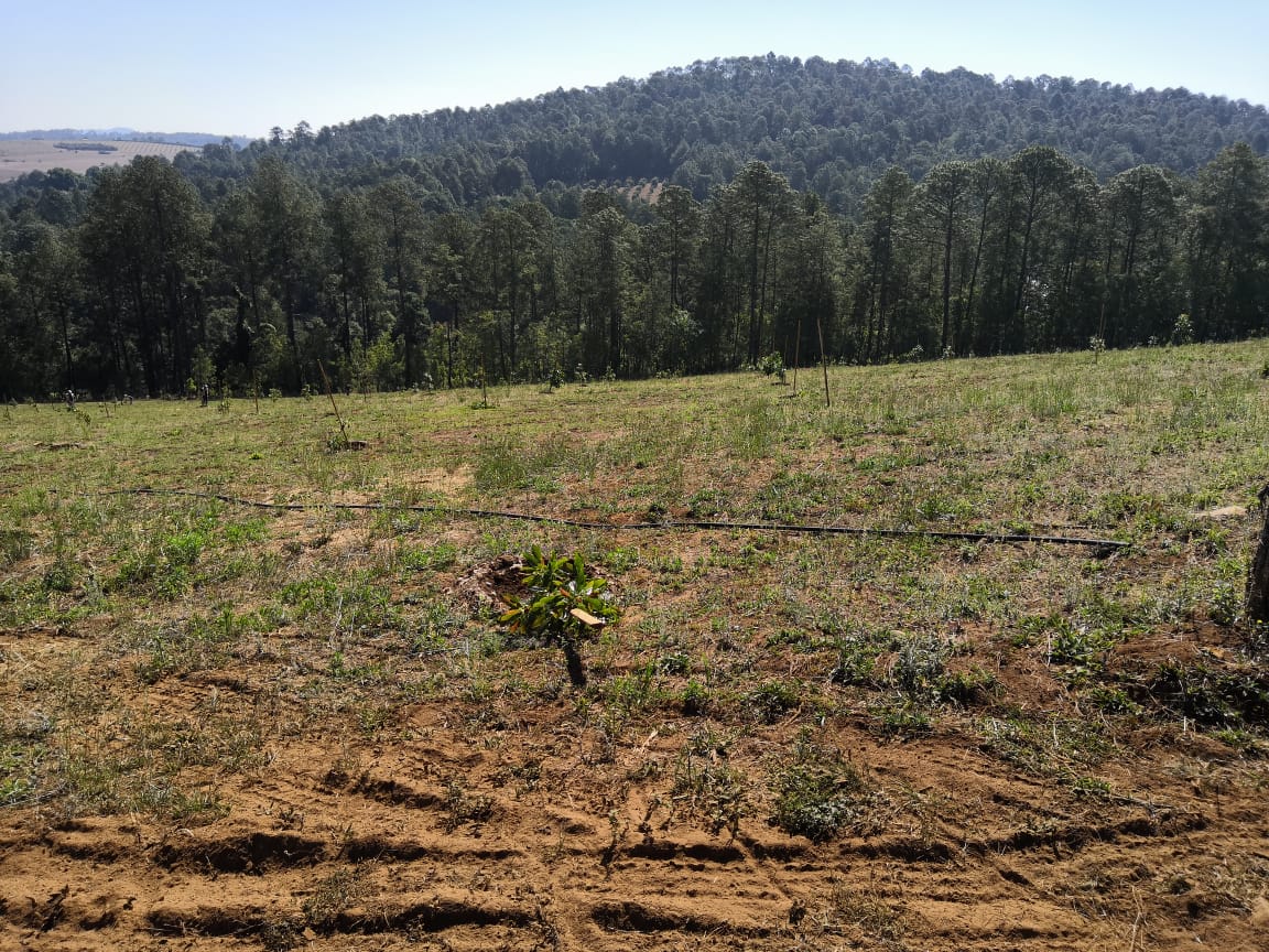 Mesa de Seguridad Ambiental deshabilita huerta de aguacate en Morelia