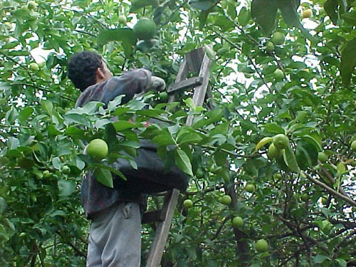En tres años, producción de limón incrementó en un 40%: Sedrua