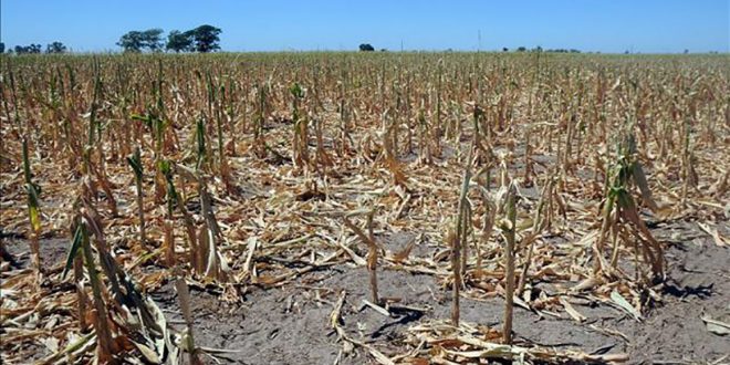 Contra sequía y heladas, aseguradas 700 mil hectáreas de cultivos: Sedrua