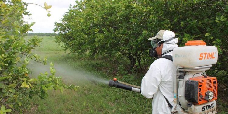 Sanidad en cultivos, permite incremento de exportaciones: Sedrua