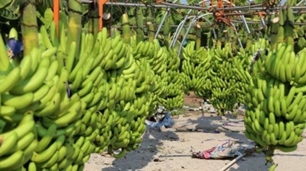 Gran éxito en la 1ª Feria Estatal del Plátano en Coahuayana