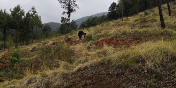 Avanza Michoacán en la protección y recuperación de sus recursos forestales