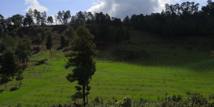 Desmantela Mesa de seguridad Ambiental, huerta de aguacate irregular en Morelia