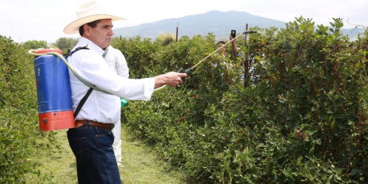 Camina Michoacán hacia una agricultura sustentable: Silvano Aureoles